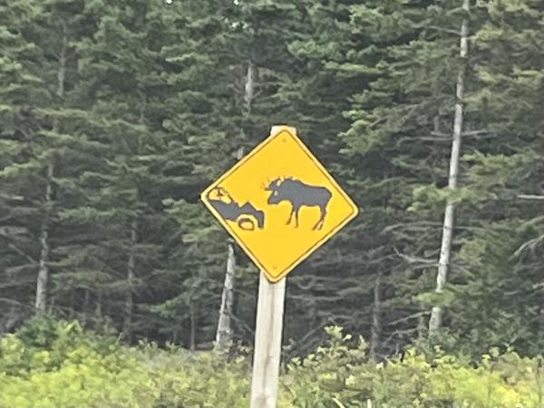 moose warning